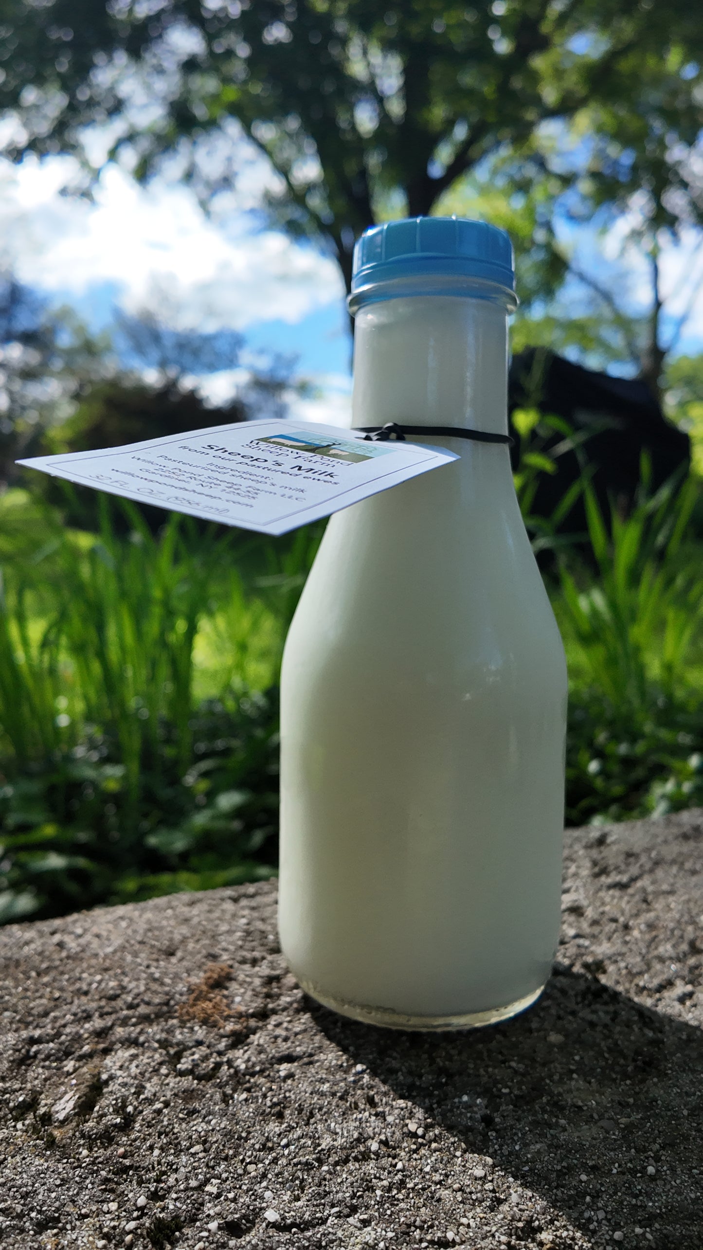 Pasture raised Sheep's Milk