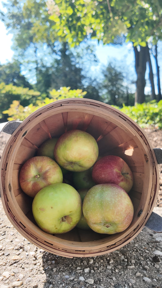 Pesticide Free Macoun Apples